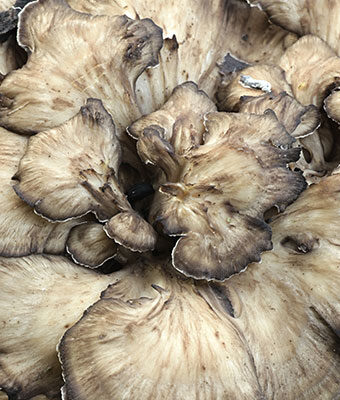 Maitake