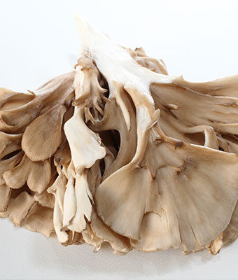 Maitake